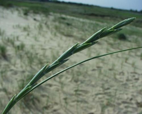 Agropyron junceum 4.jpg