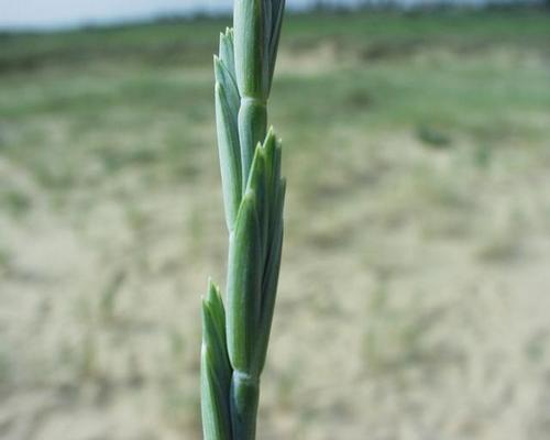 Agropyron junceum 5.jpg