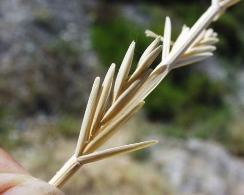 Agropyron junceum 7.jpg
