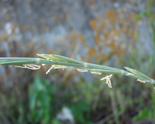 Agropyron junceum 8.jpg