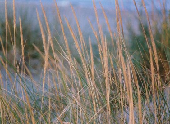 Ammophila littoralis 10.jpg