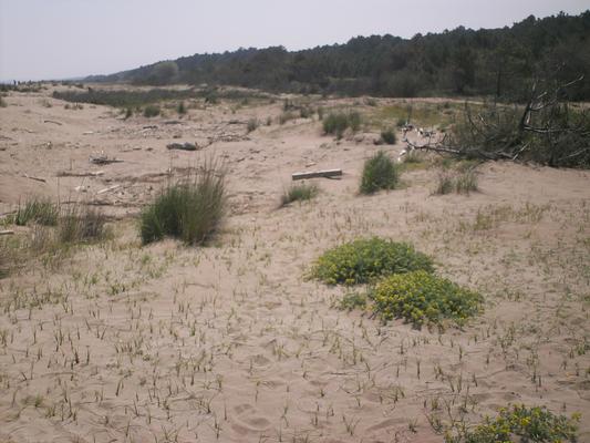 Ammophila littoralis 14.jpg