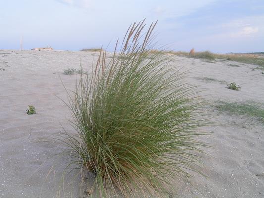 Ammophila littoralis 3.jpg