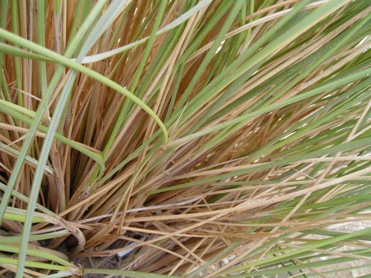 Ammophila littoralis 5.jpg