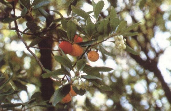 Arbutus unedus 1.jpg