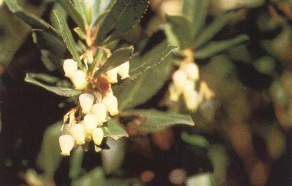 Arbutus unedus 2.jpg