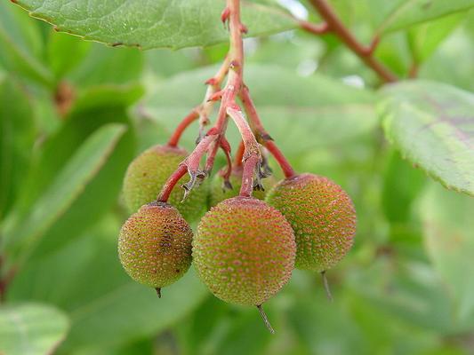 Arbutus unedus 3.jpg