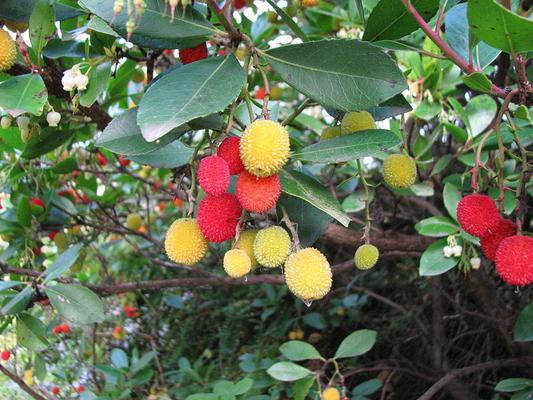 Arbutus unedus 4.jpg