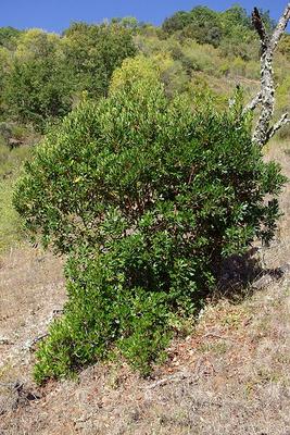 Arbutus unedus 5.jpg