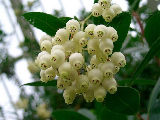 Arbutus unedus 7.jpg