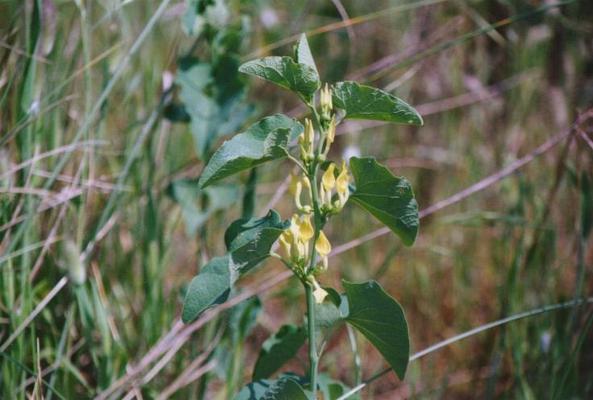 Aristolochia clematite 1.jpg