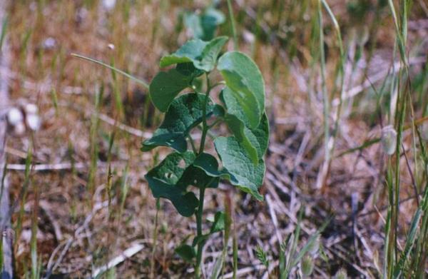 Aristolochia clematite 2.jpg