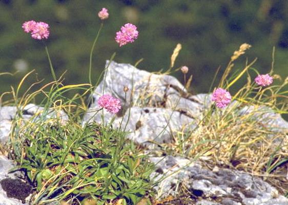 Armeria gussonei Boiss 1.jpg