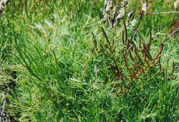 Salicornia europeae 1.jpg
