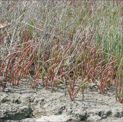 Salicornia europeae 2.jpg