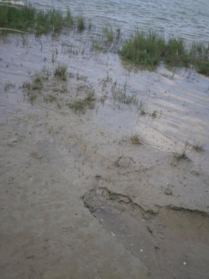 Salicornia europeae 4.jpg