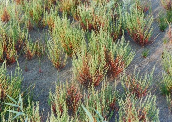 Salicornia europeae 5.jpg