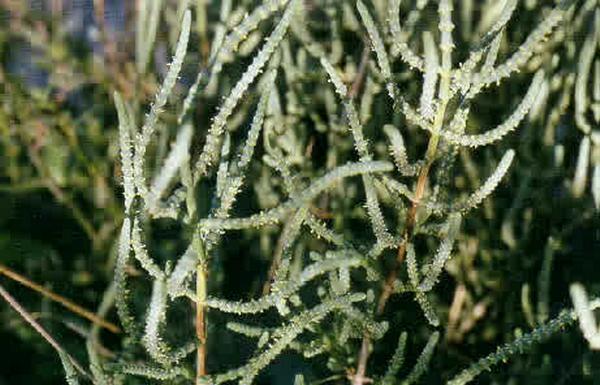 Salicornia fructicosa 4.jpg