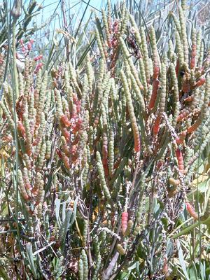 Salicornia perenne 1.jpg