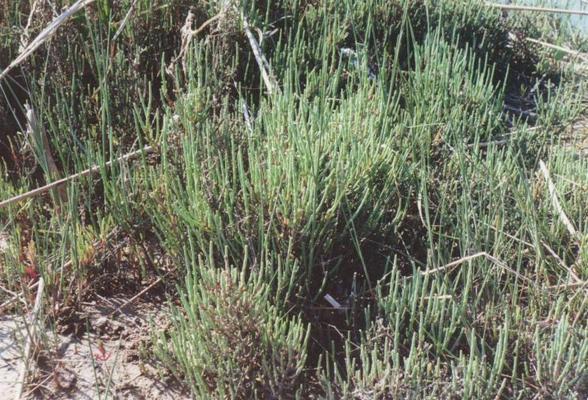 Salicornia venetae 2.jpg