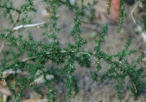 Asparagus acutifolius 1.jpg