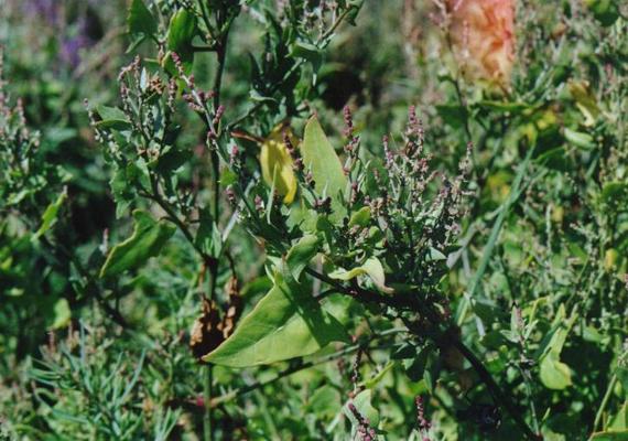 Atriplex latifolia 1.jpg