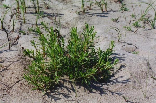 Atriplex littoralis 1.jpg