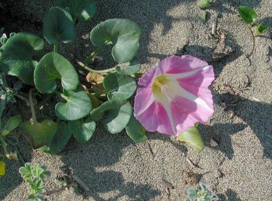 Calystegia soldanella 1.jpg