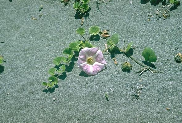 Calystegia soldanella 2.jpg