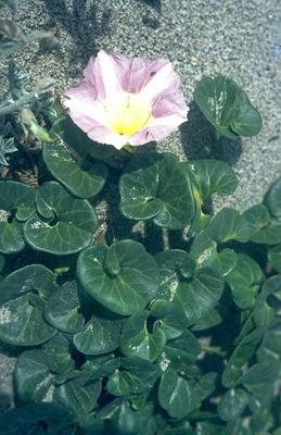 Calystegia soldanella 9.jpg