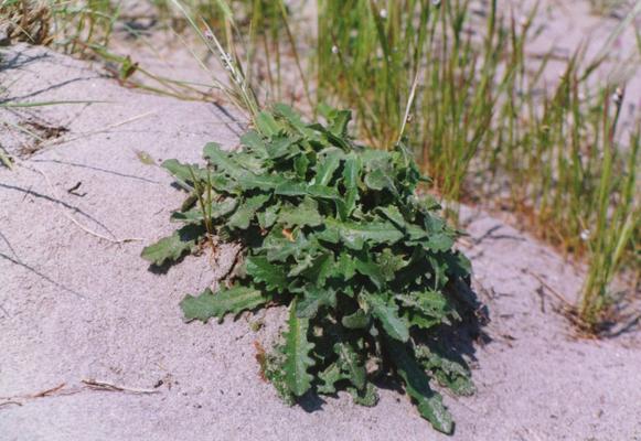 Crepis rubra sp.jpg