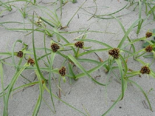 Cyperus kalli 1.jpg