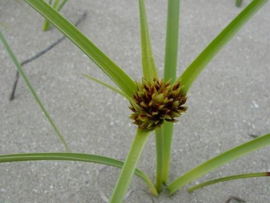 Cyperus kalli 2.jpg