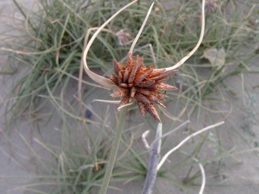 Cyperus kalli 3.jpg