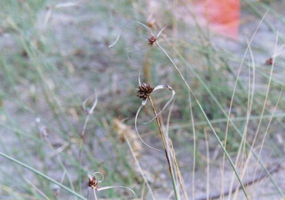 Cyperus kalli 5.jpg