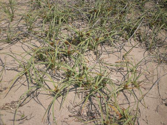 Cyperus kalli 6.jpg