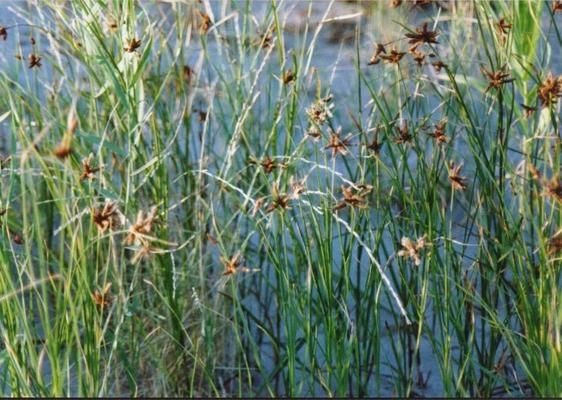 Cyperus kalli 7.jpg