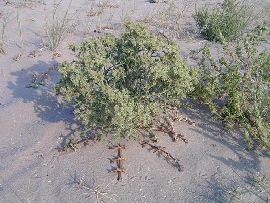 Echinophora spinosa 1.jpg