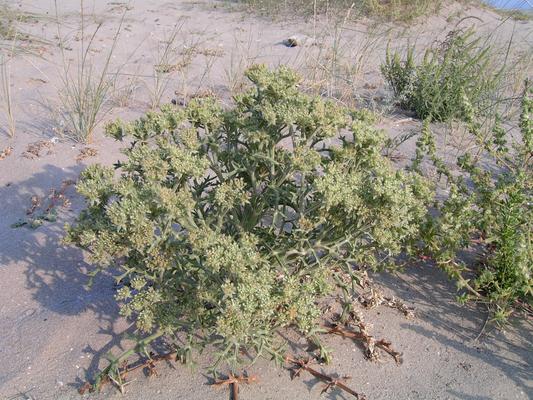 Echinophora spinosa 5.jpg