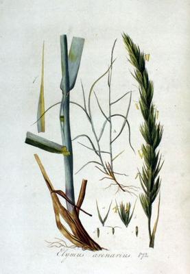 Elymus arenarius 3.jpg