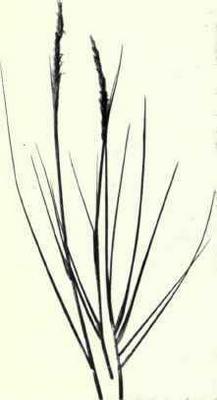 Elymus arenarius 4.jpg