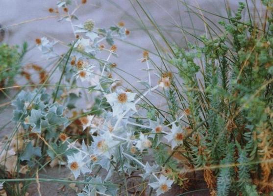 Eryngium maritimum 9.jpg