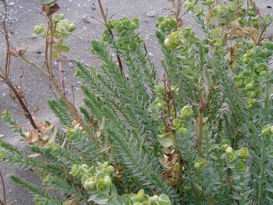 Euphorbia paralias 12.jpg
