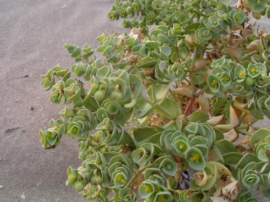 Euphorbia paralias 13.jpg