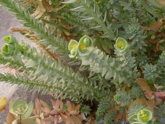 Euphorbia paralias 2.jpg