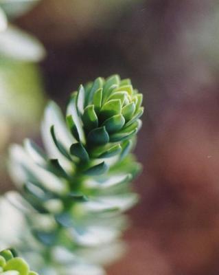 Euphorbia paralias 3.jpg