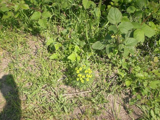 Euphorbia sp 3.jpg