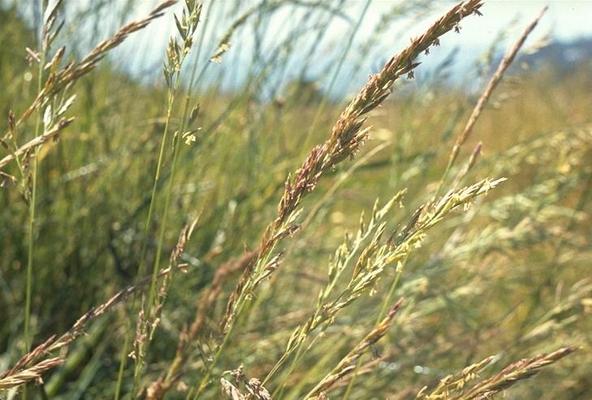 Festuca rubra 1.jpg