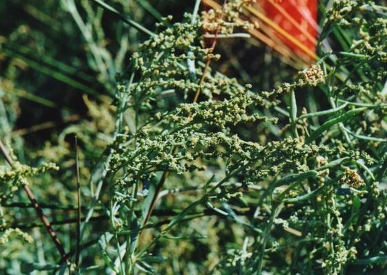 Halimione portulacoides 1.jpg