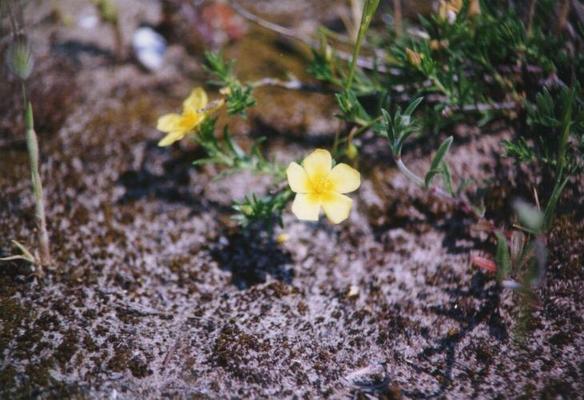 Helianthemum nummularium 1.jpg